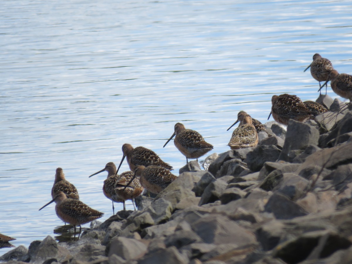 Long-billed Dowitcher - ML618595799