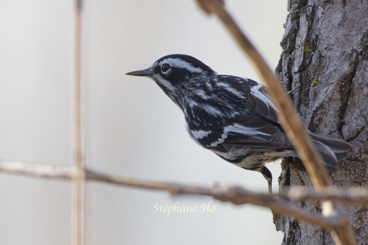 Black-and-white Warbler - ML618595832
