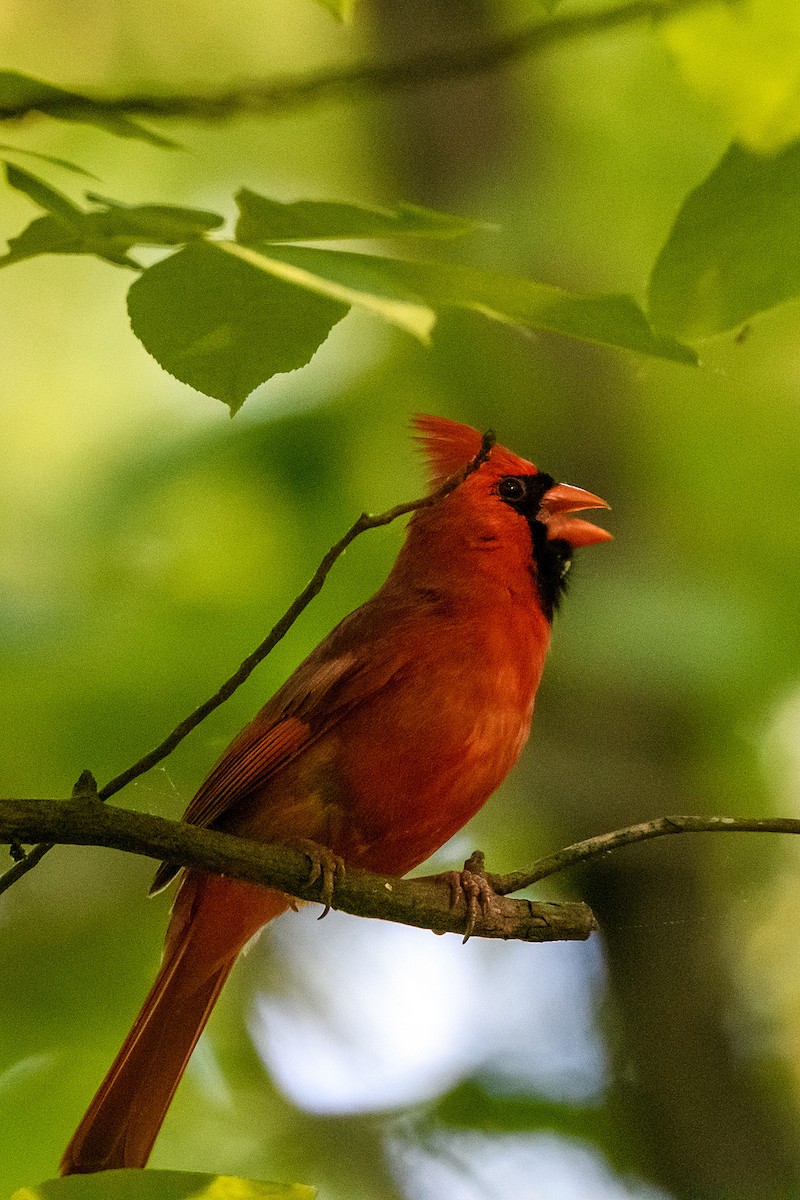Cardinal rouge - ML618595841