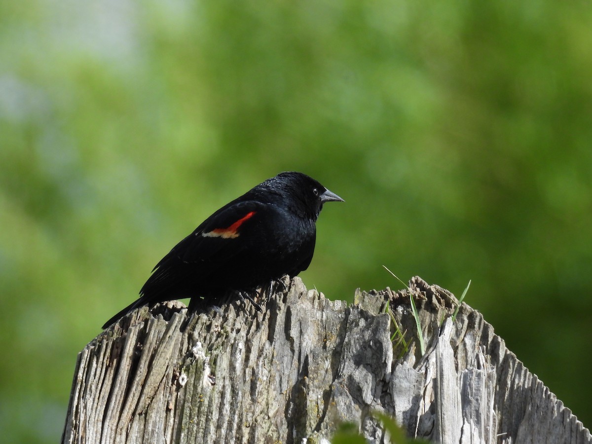 Red-winged Blackbird - ML618595861