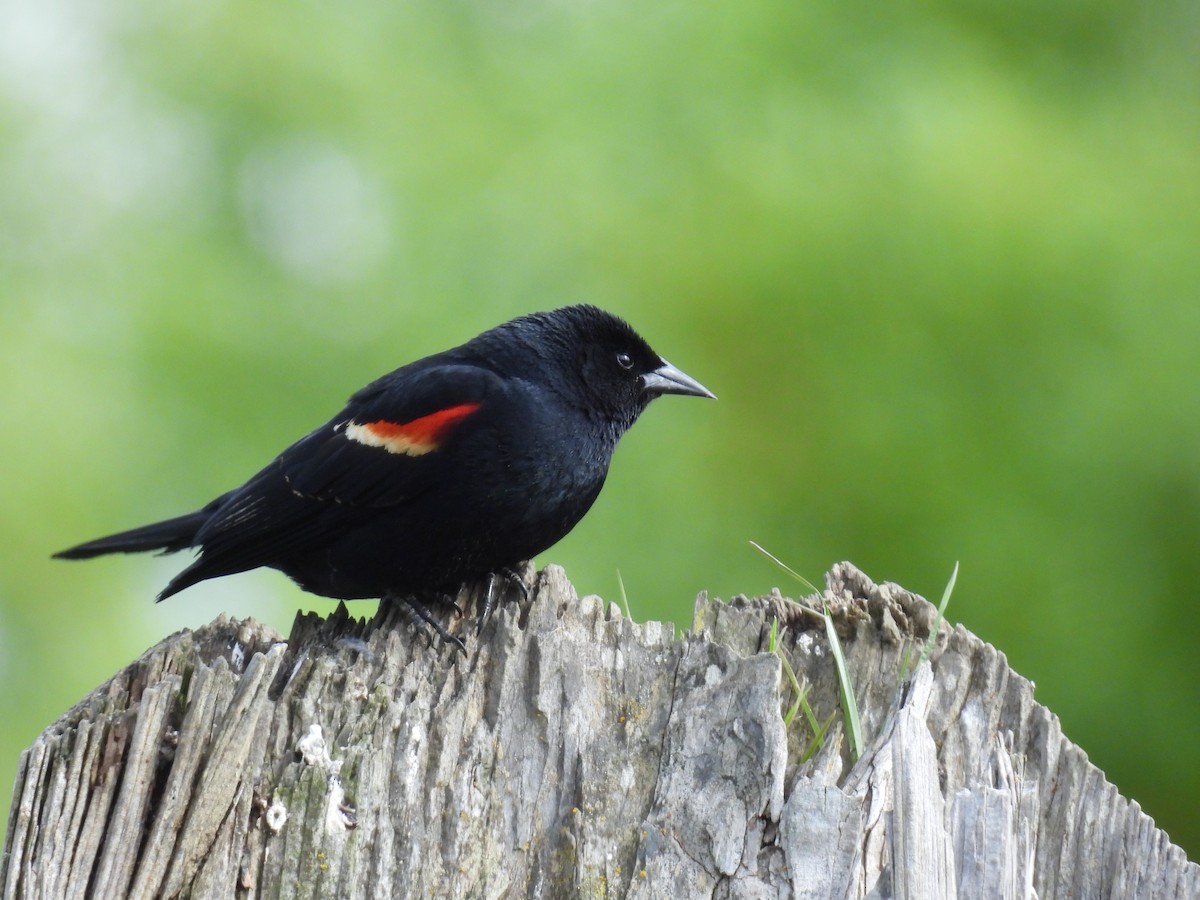 Red-winged Blackbird - ML618595864