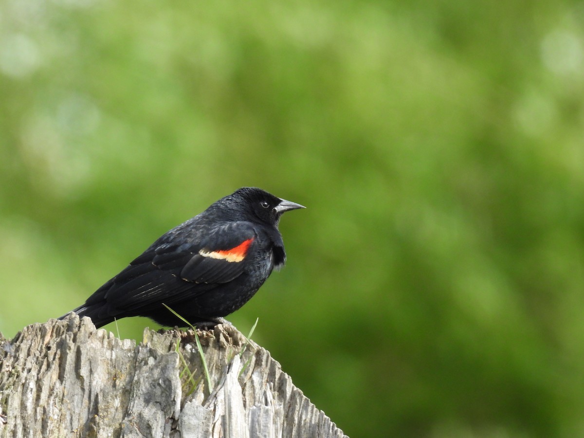 Red-winged Blackbird - ML618595875