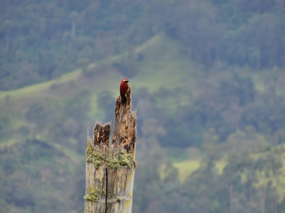 Crimson-mantled Woodpecker - ML618595897