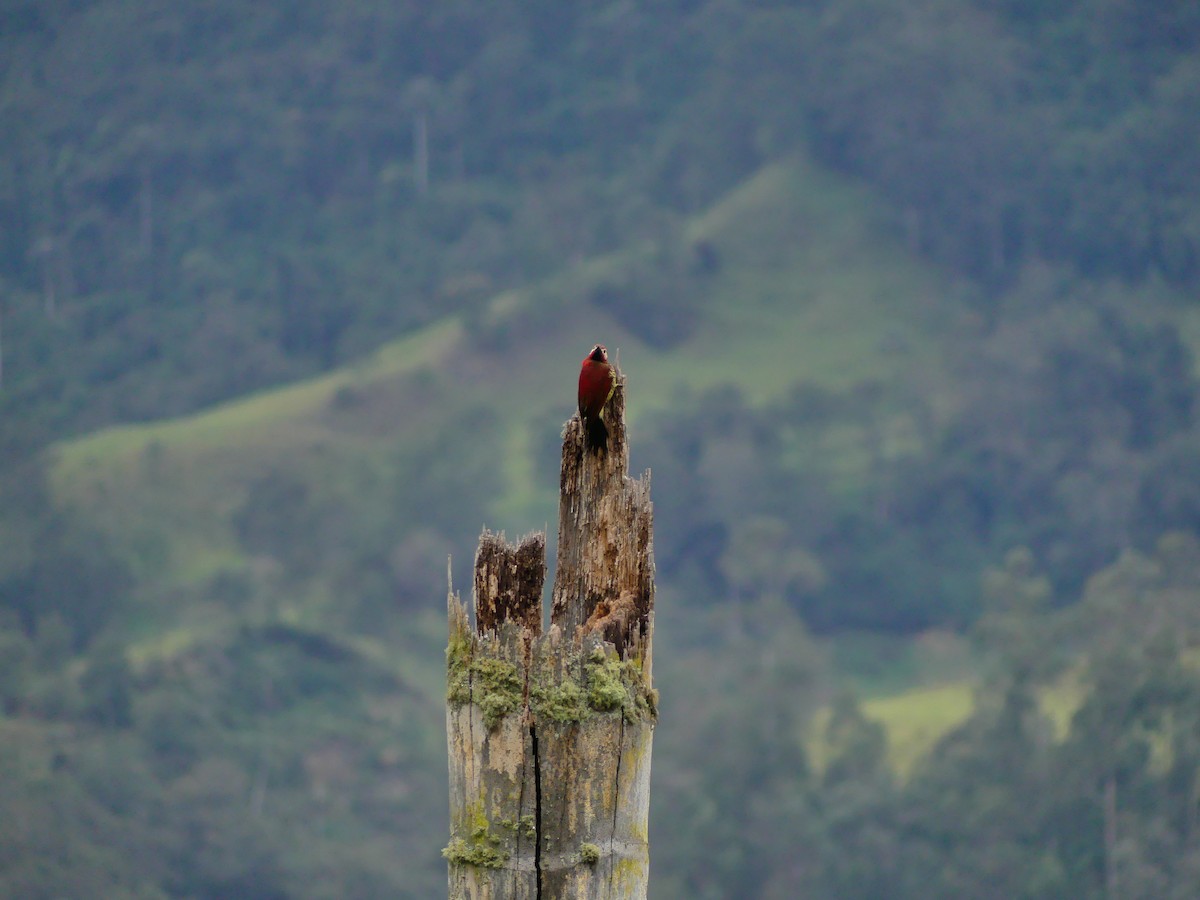 Crimson-mantled Woodpecker - ML618595898