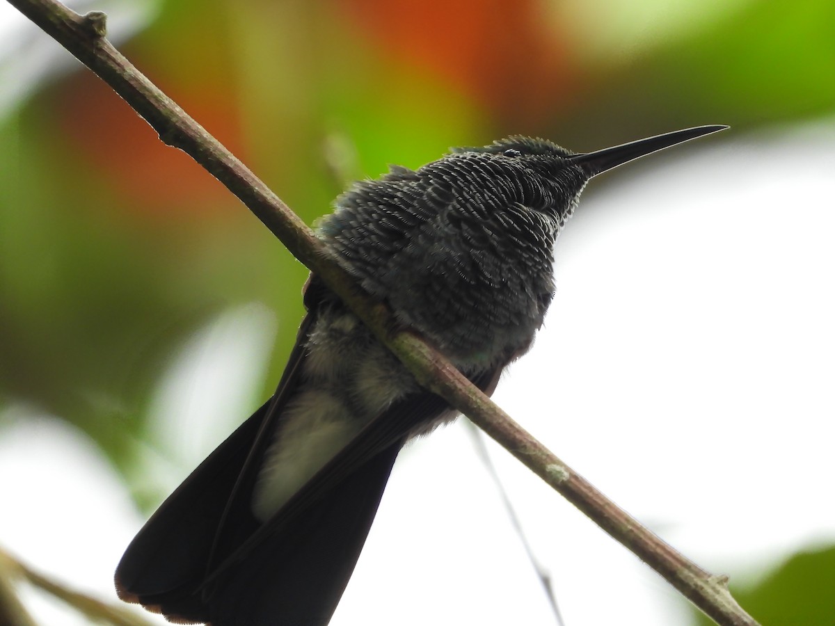 kolibřík bělořitý - ML618595922