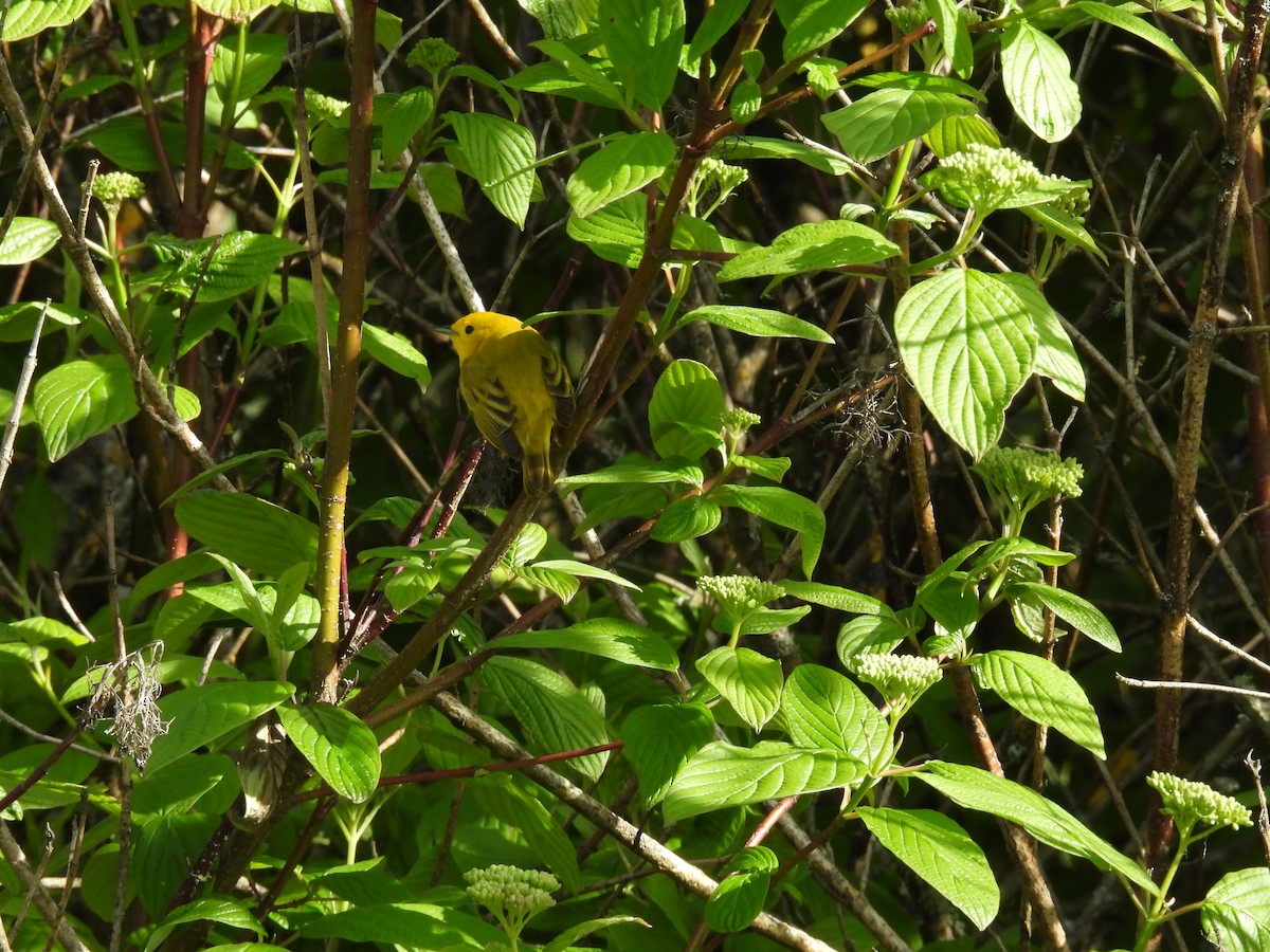 Yellow Warbler - ML618595929