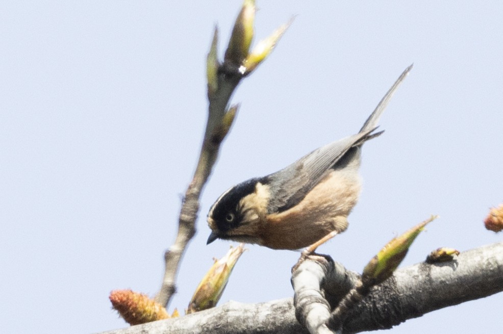 Black-browed Tit (Rufous-fronted) - ML618595948