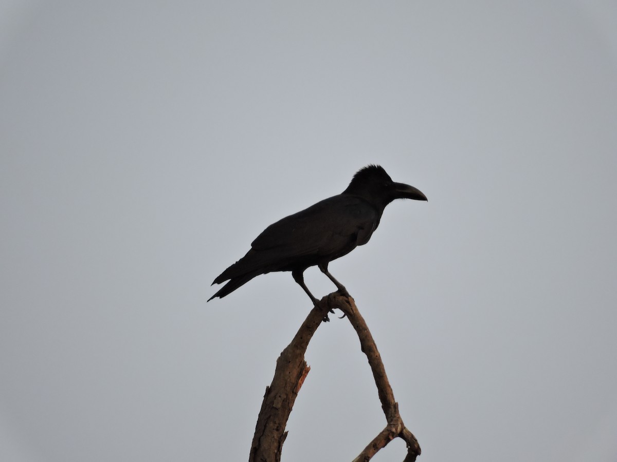 Large-billed Crow - ML618595967