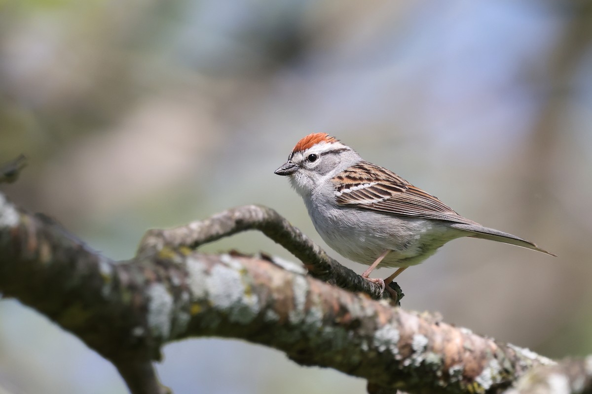 Chipping Sparrow - ML618595996