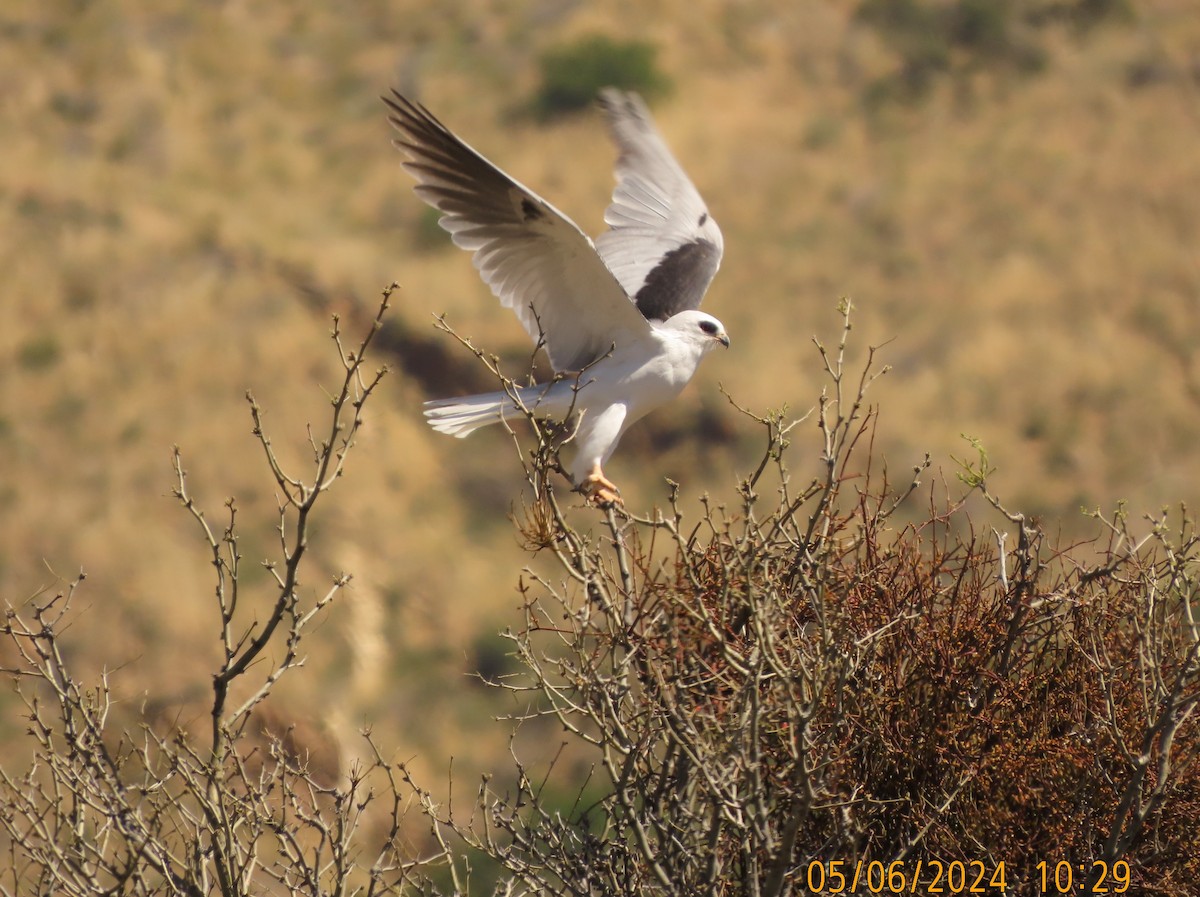 White-tailed Kite - Steven Lima