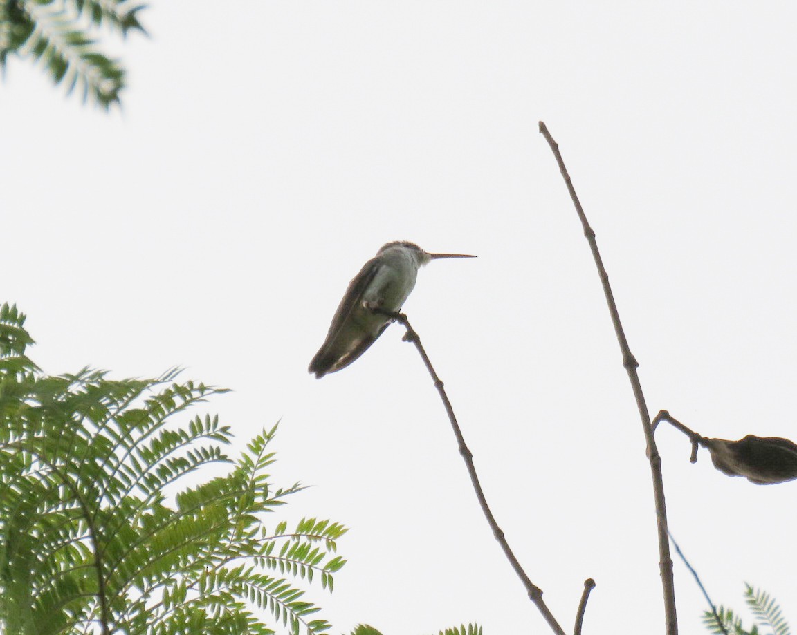White-bellied Hummingbird - ML618596007
