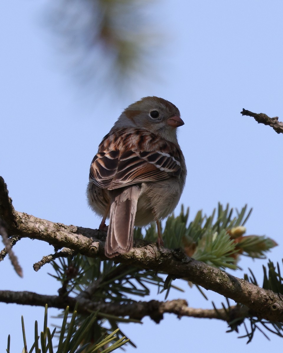 Field Sparrow - Mark Sak