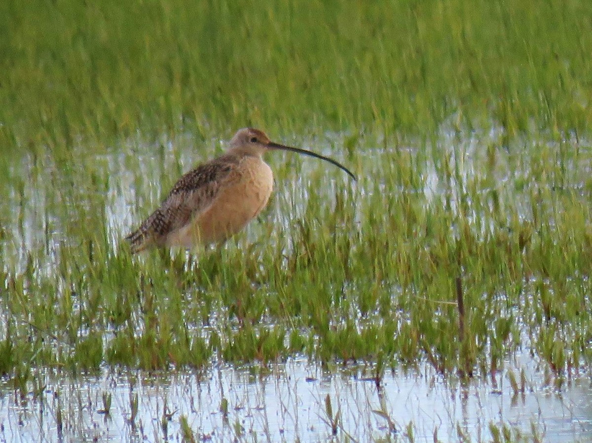 Long-billed Curlew - ML618596016