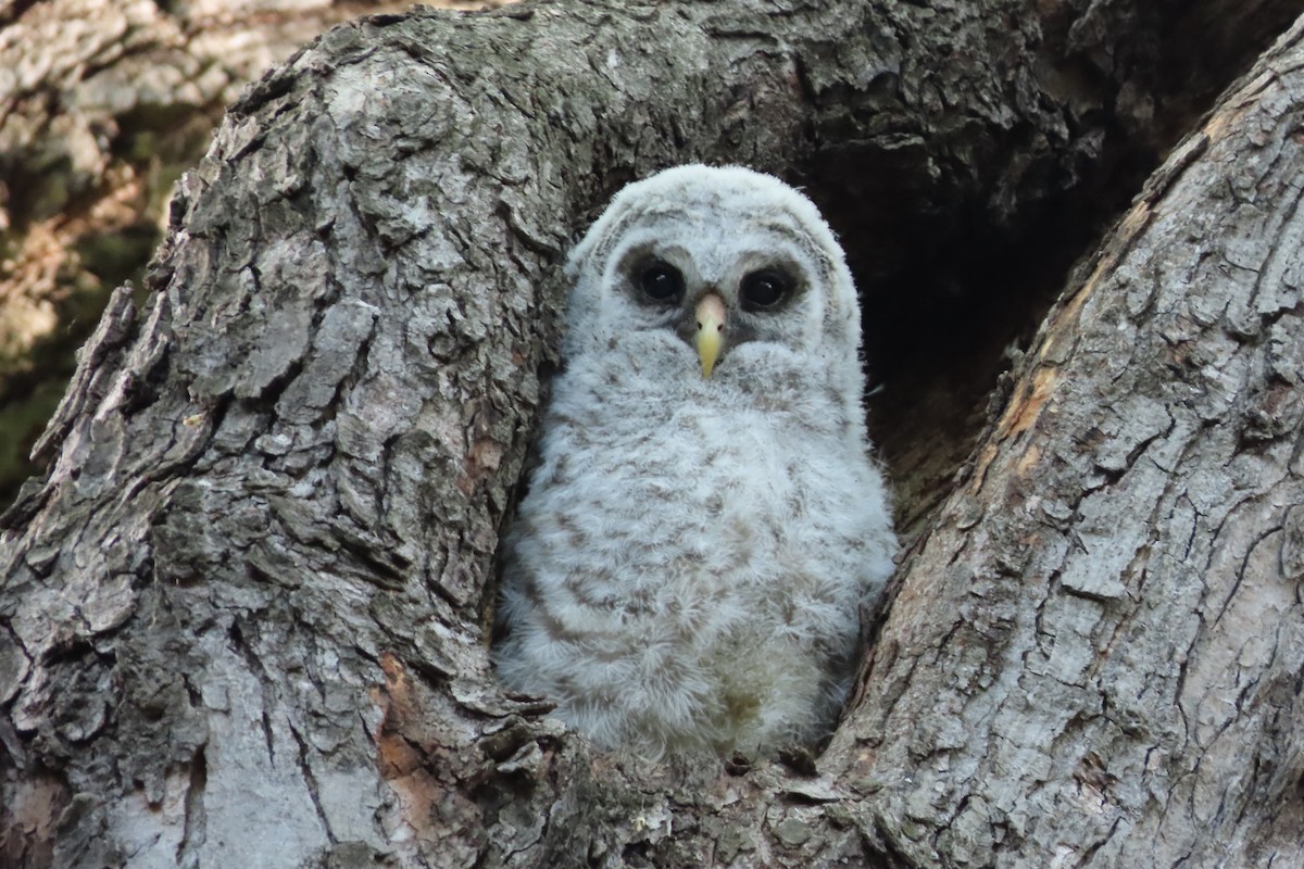 Barred Owl - Bruce Fall