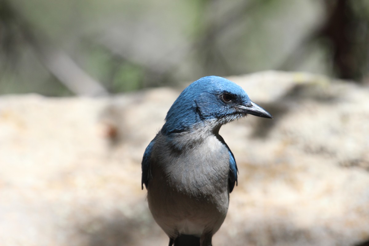 Mexican Jay - ML618596058