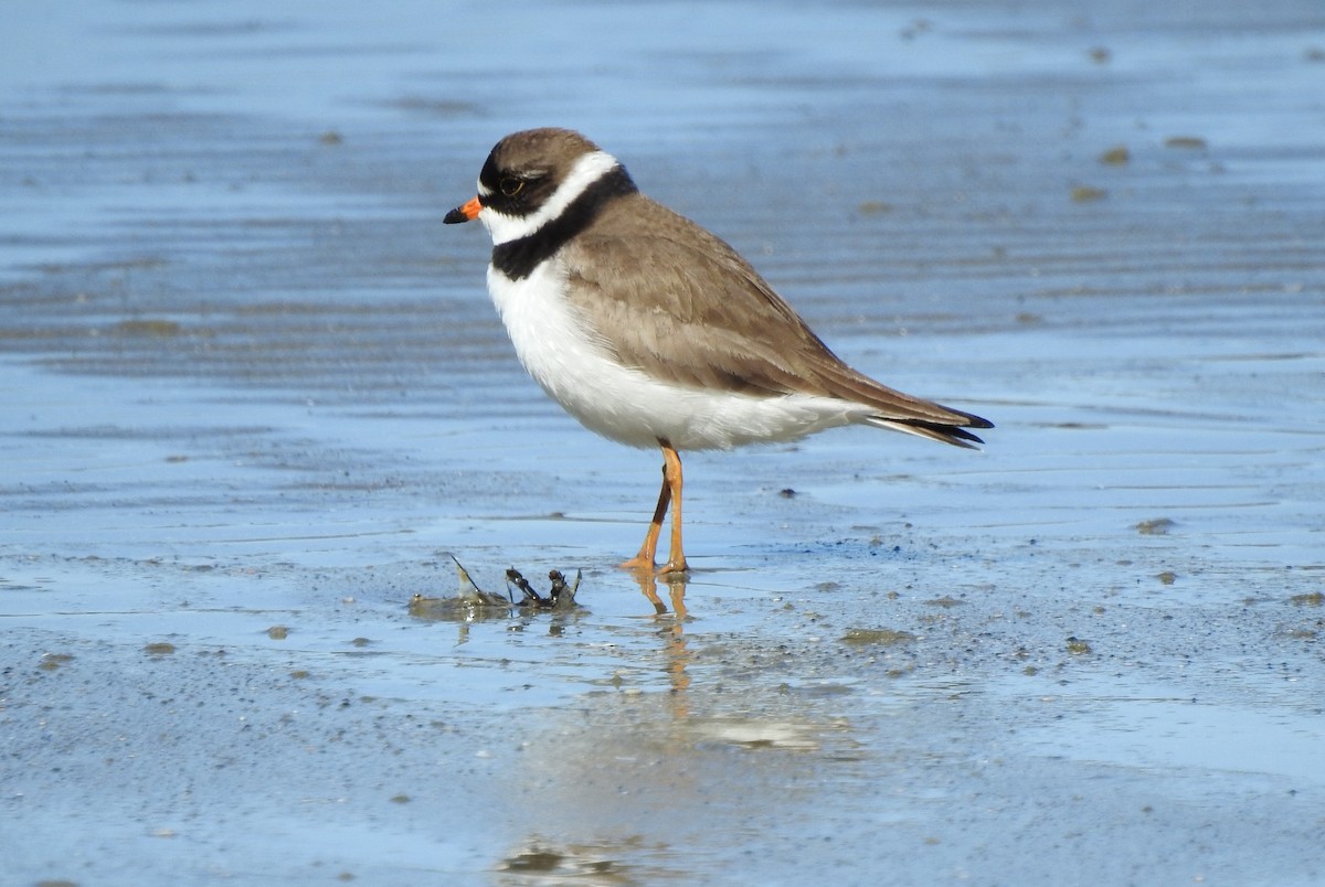 Semipalmated Plover - ML618596075