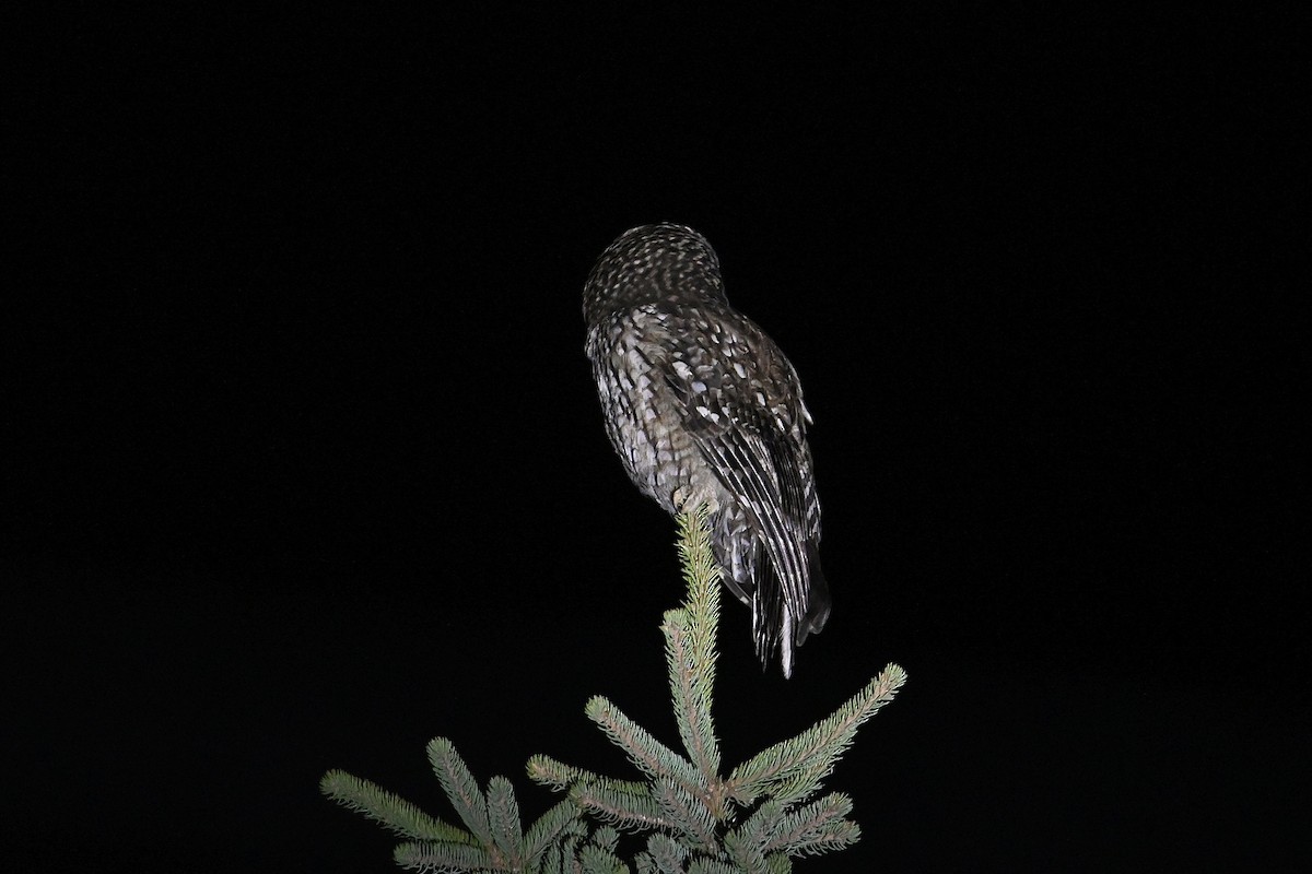 Ural Owl (Pere David's) - ML618596152