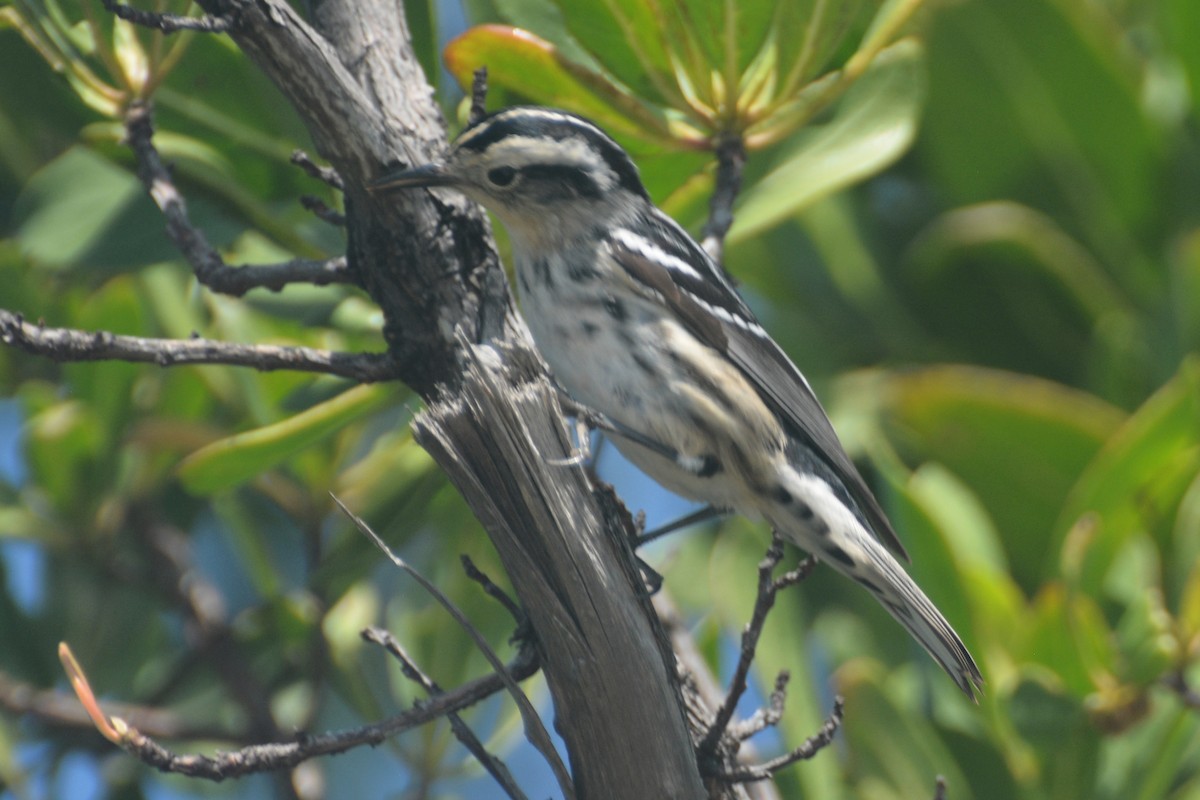 Black-and-white Warbler - ML618596169
