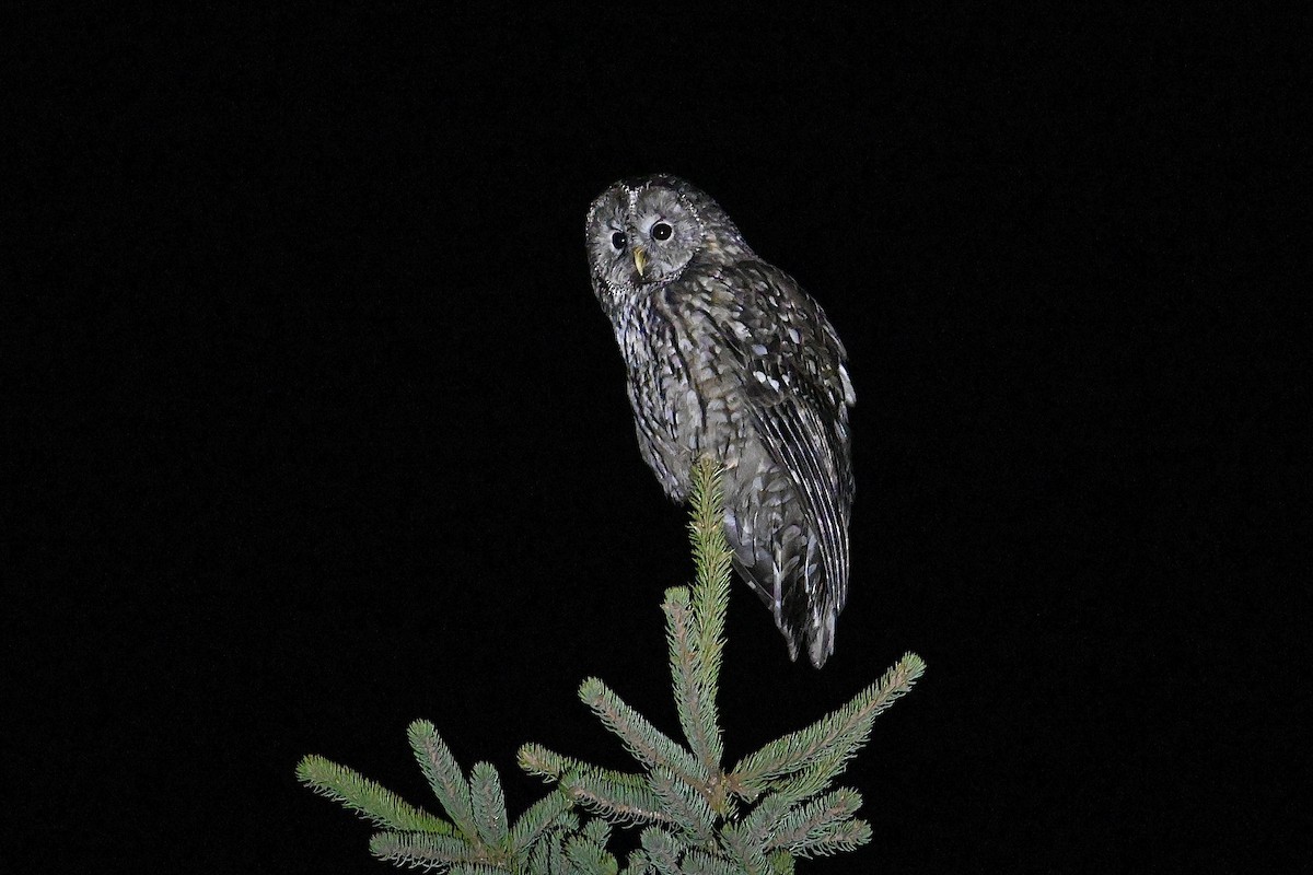 Ural Owl (Pere David's) - ML618596178