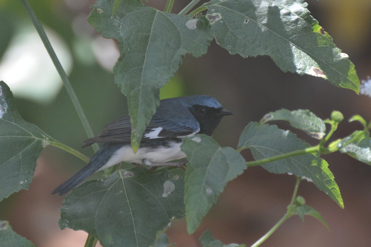 Black-throated Blue Warbler - ML618596182