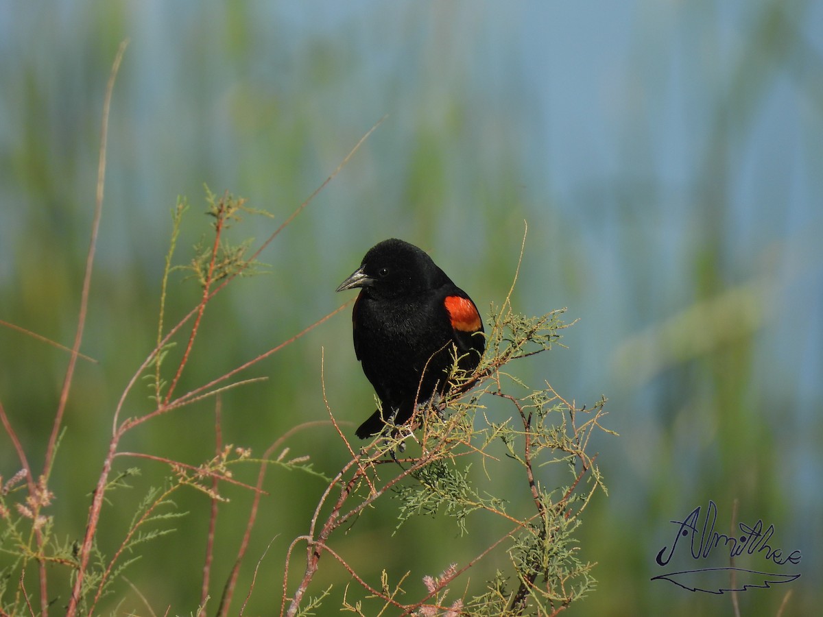 Red-winged Blackbird - ML618596242