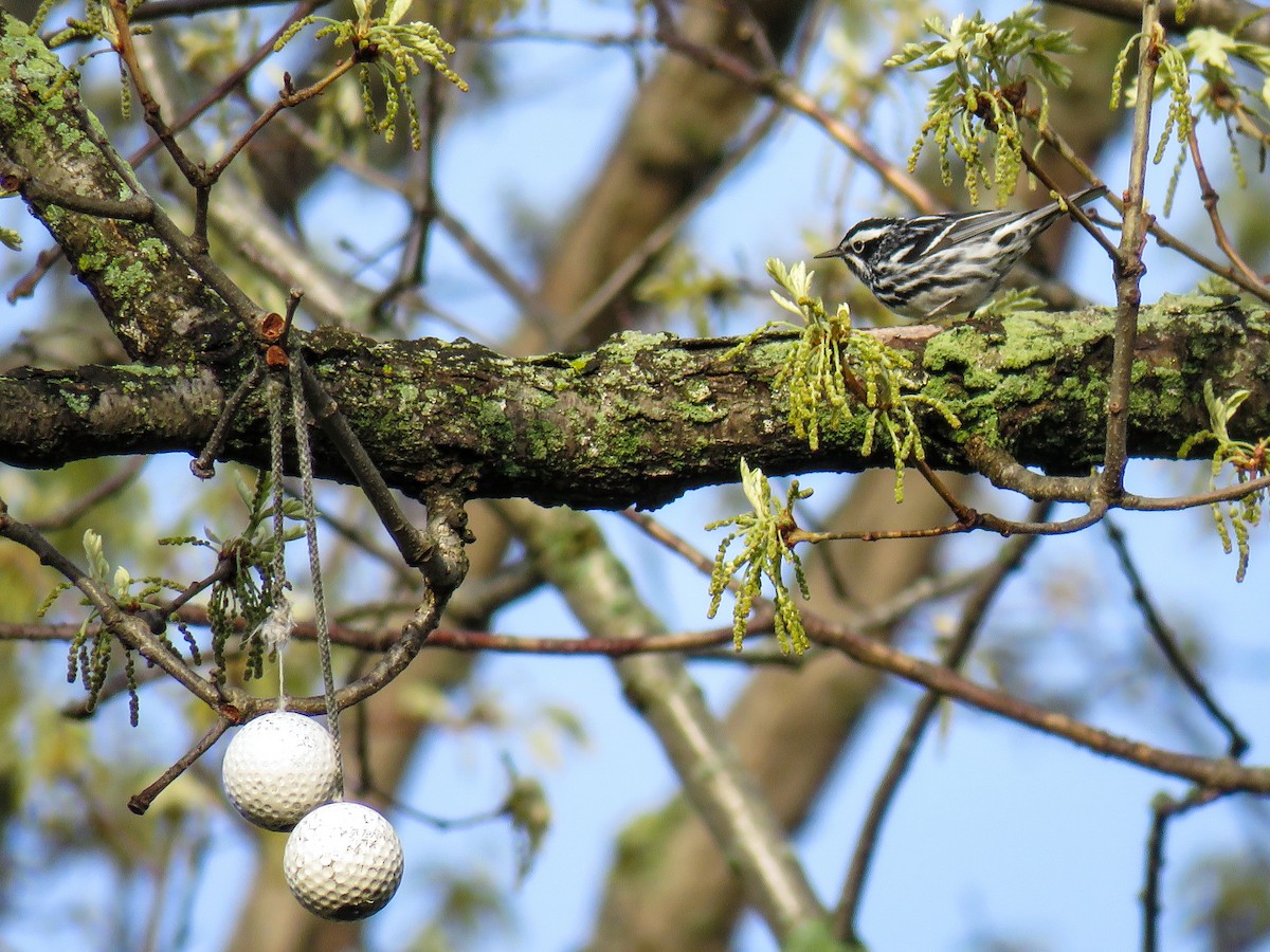 Black-and-white Warbler - ML618596251