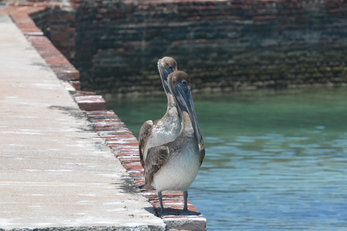 pelikán hnědý - ML618596268