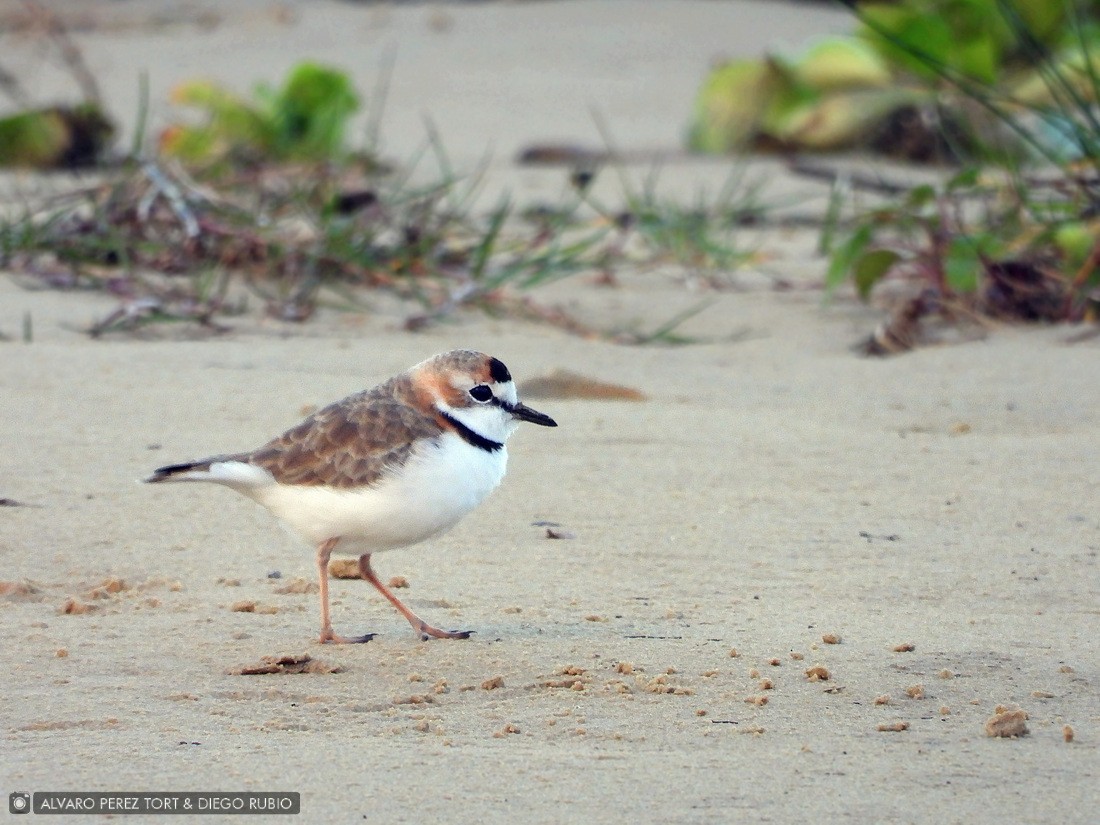 Collared Plover - ML618596272