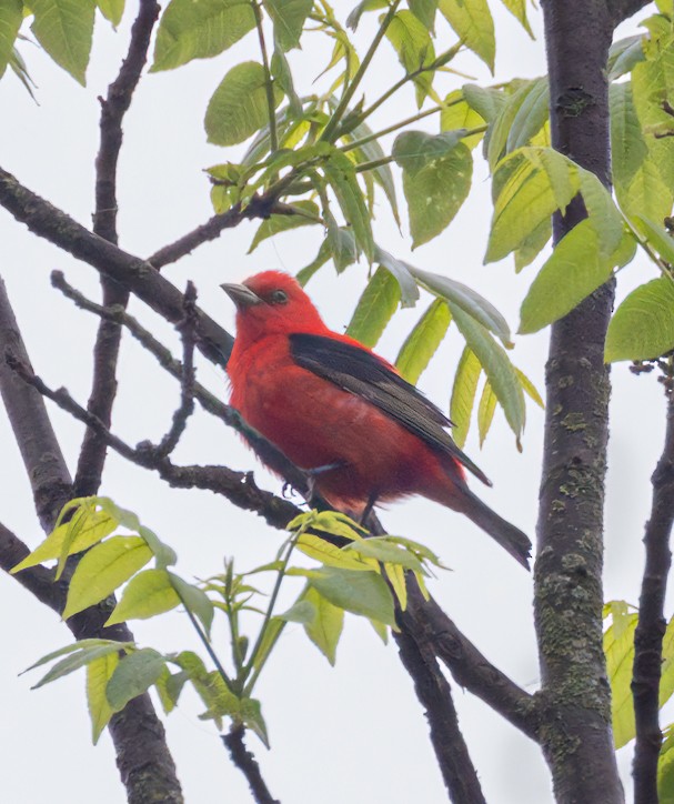Scarlet Tanager - ML618596326