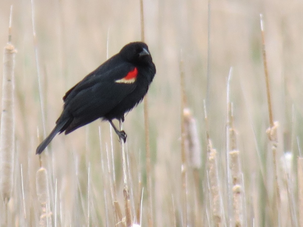 Red-winged Blackbird - ML618596344