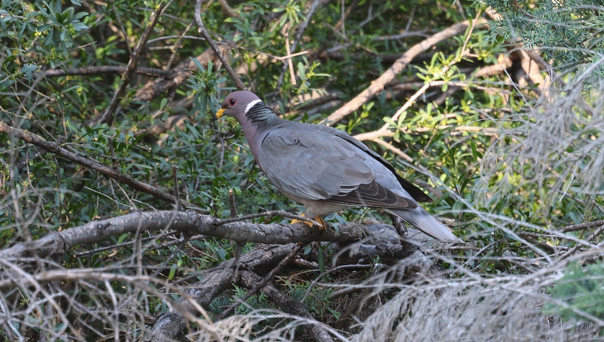 Band-tailed Pigeon - ML618596350