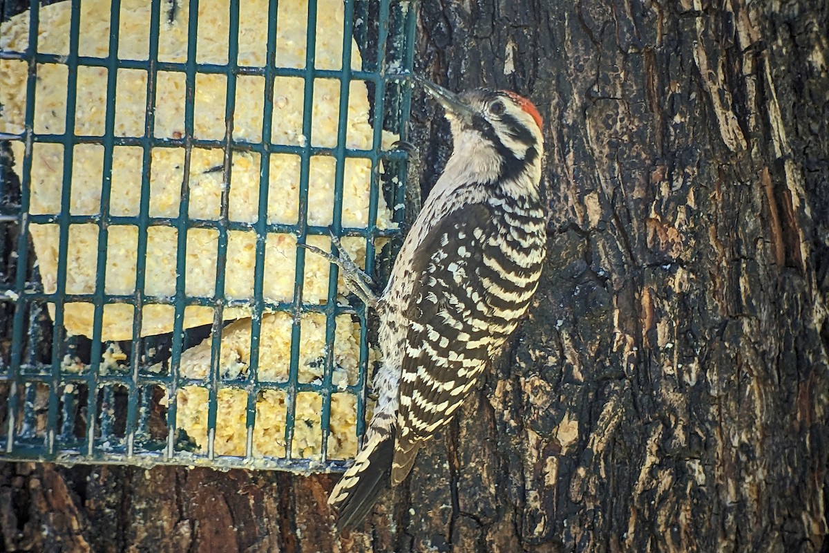 Ladder-backed Woodpecker - ML618596353