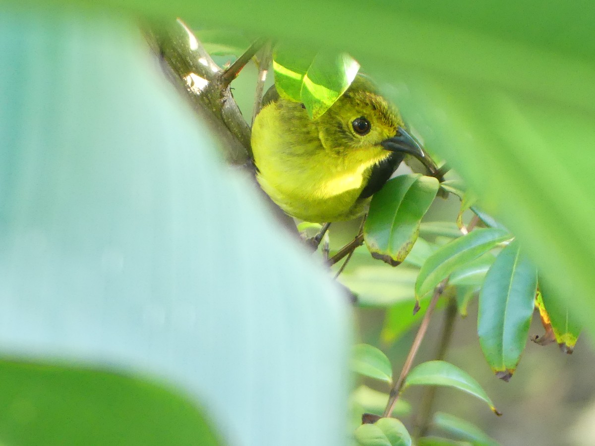 Yellow-headed Brushfinch - Andrés Felipe