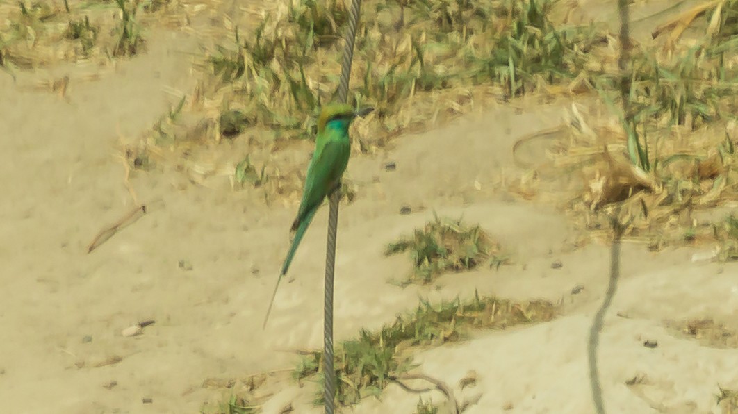Asian Green Bee-eater - ML618596377