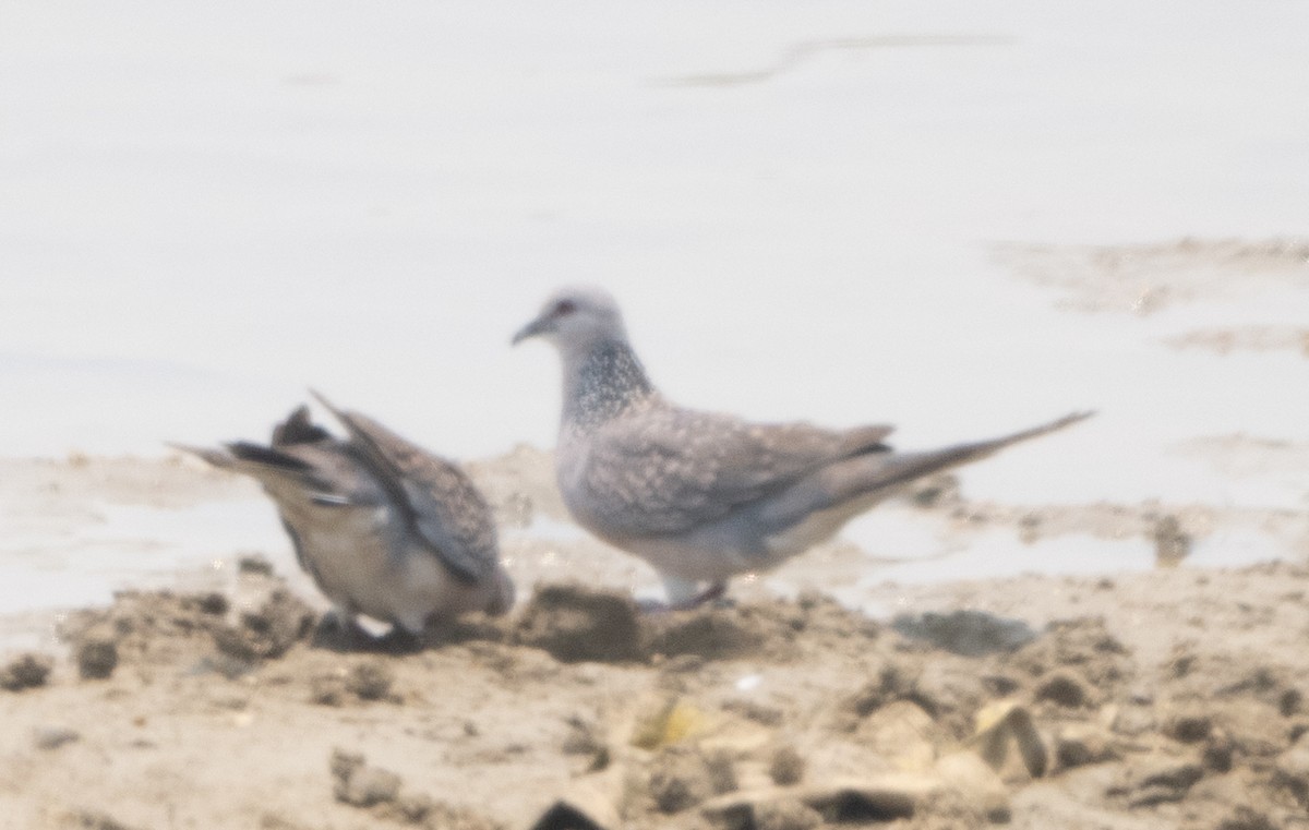 Spotted Dove - ML618596379
