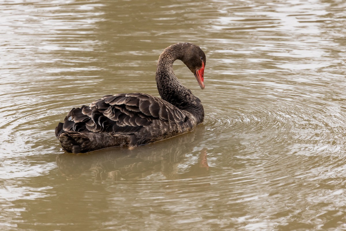 Black Swan - ML618596409