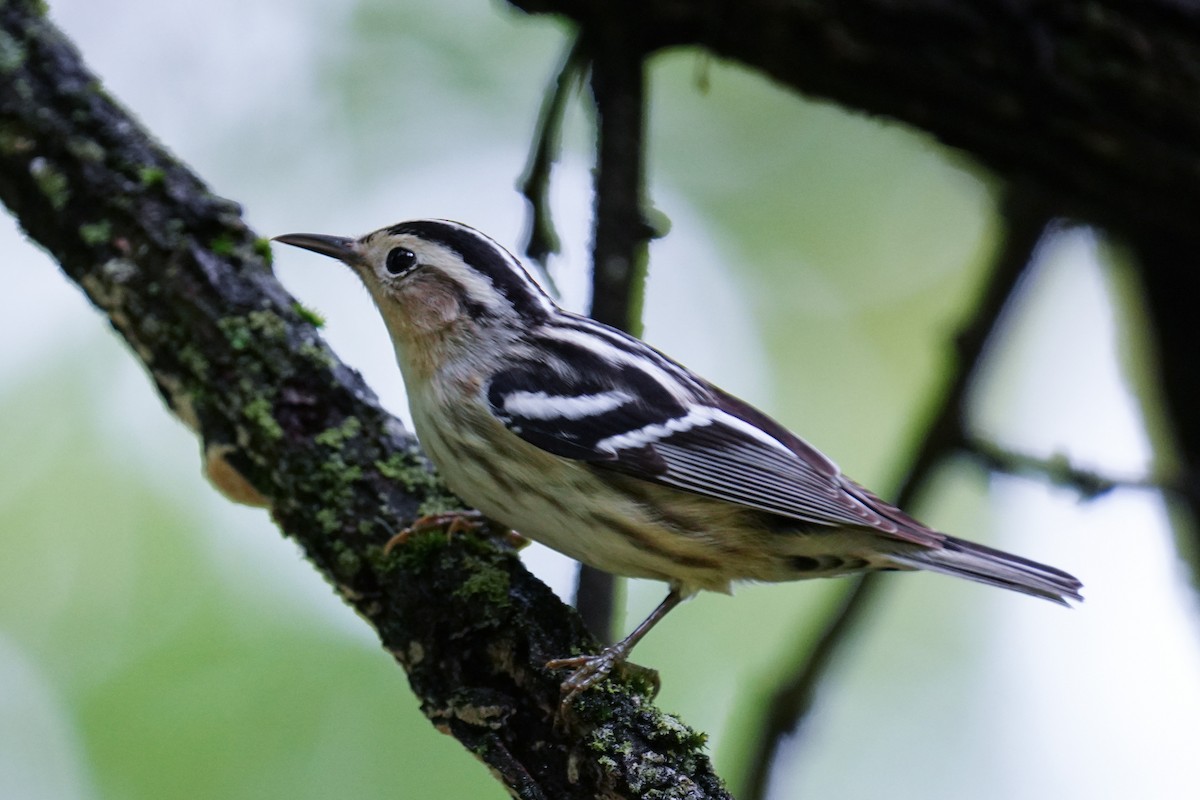 Black-and-white Warbler - ML618596424