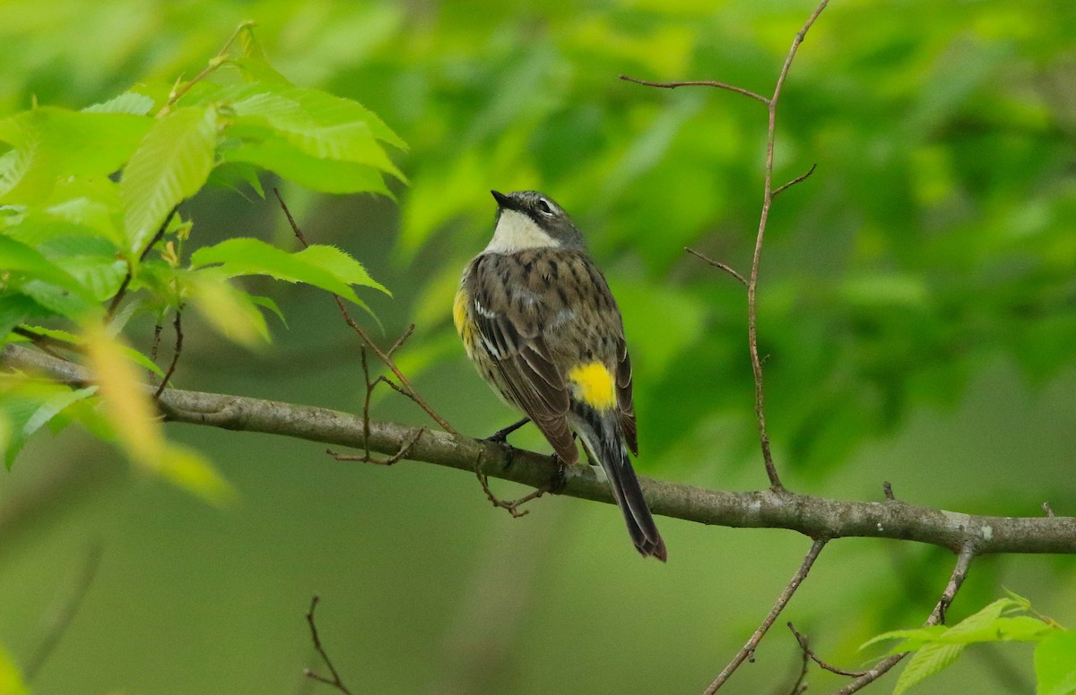 Yellow-rumped Warbler - ML618596432