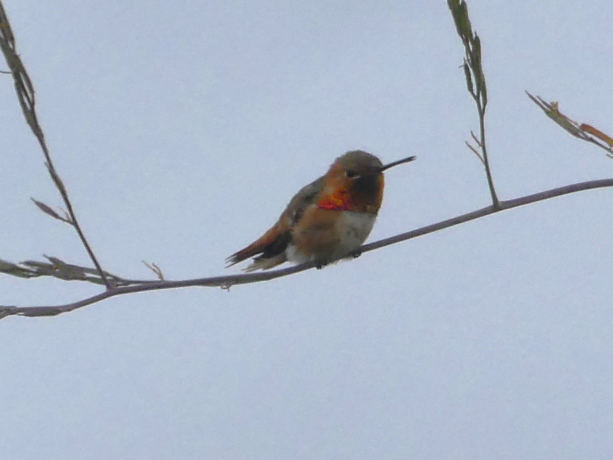 Allen's Hummingbird - ML618596443