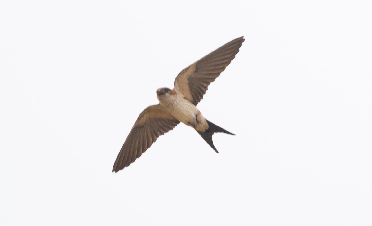 Red-rumped Swallow - ML618596456
