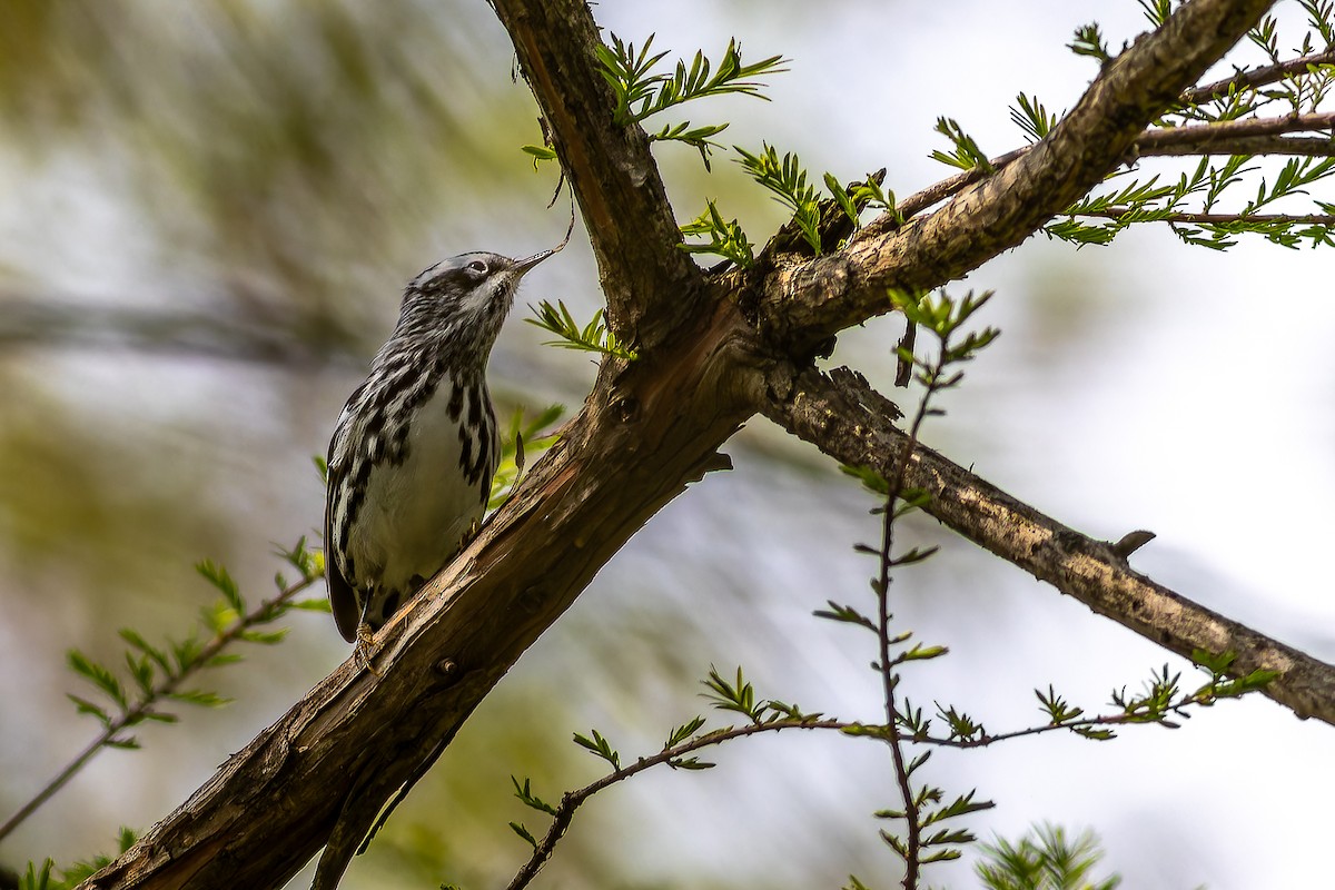Black-and-white Warbler - ML618596460