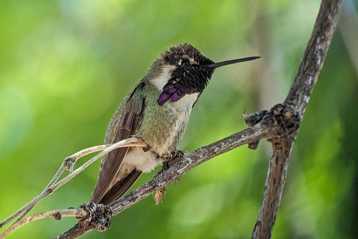 Costa's Hummingbird - ML618596485