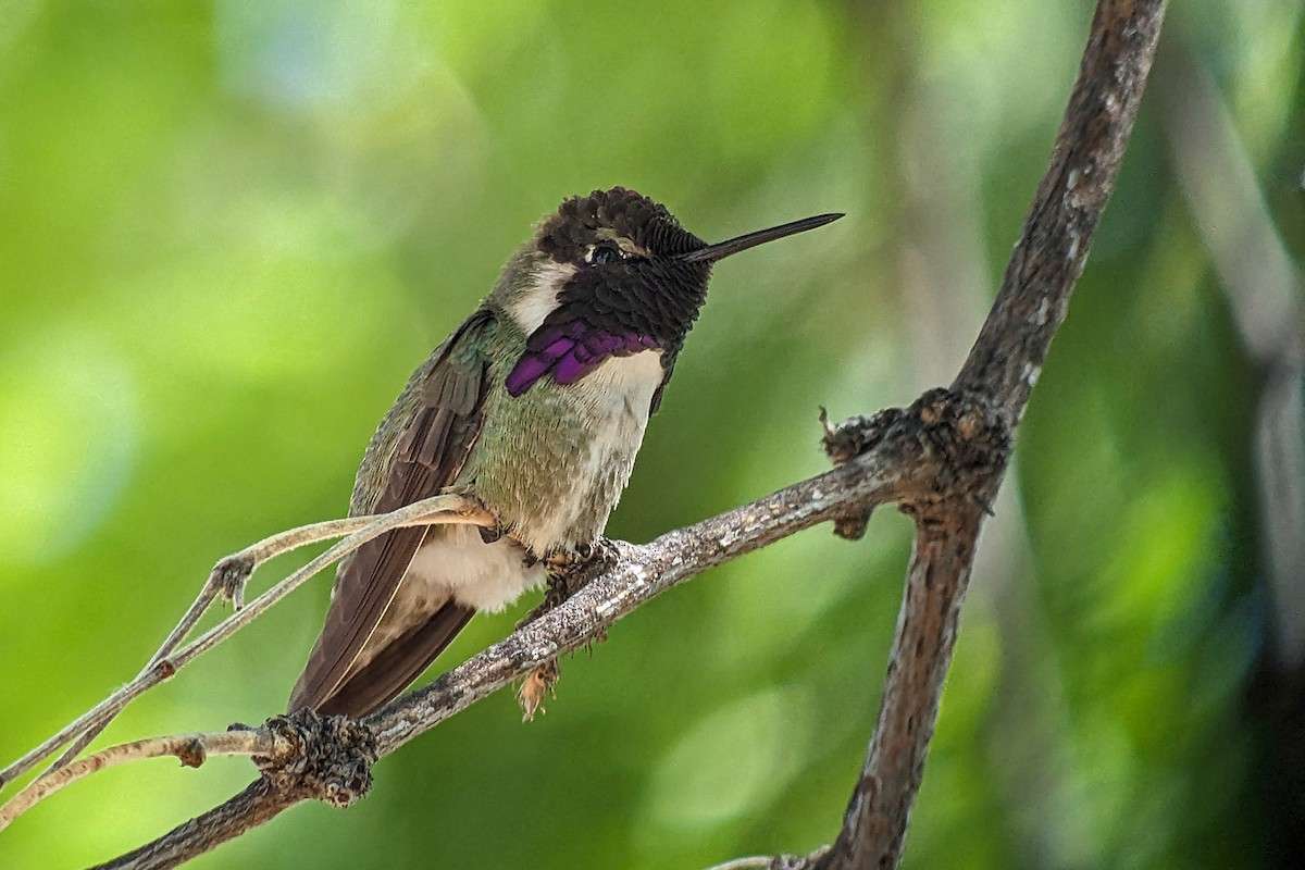 Costa's Hummingbird - ML618596486
