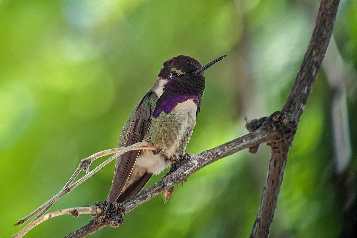 Costa's Hummingbird - ML618596487