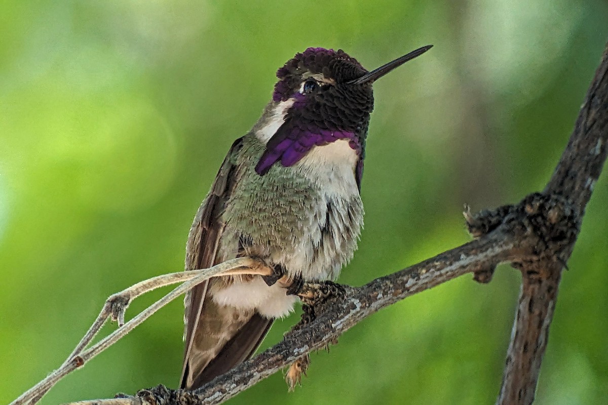Costa's Hummingbird - ML618596488