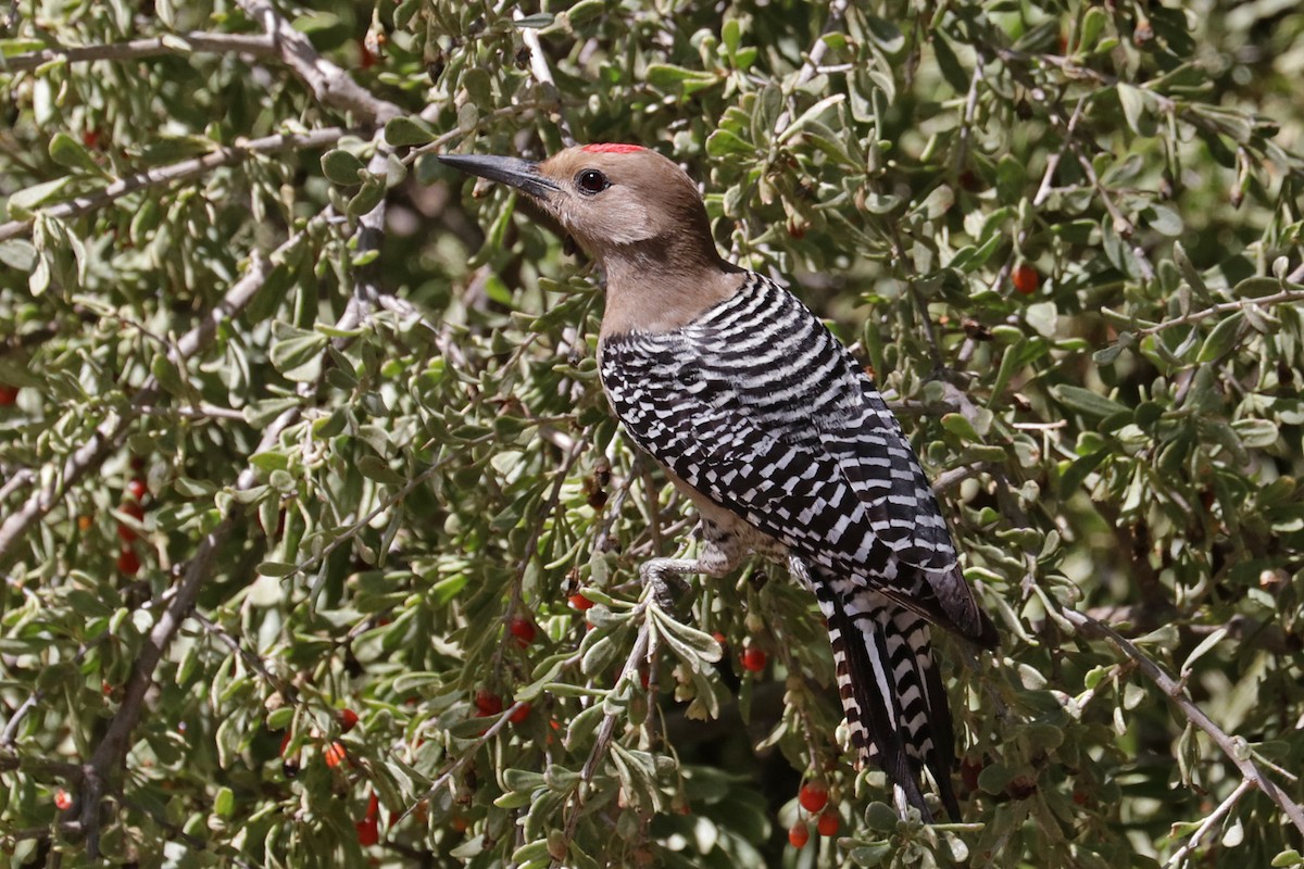 Gila Woodpecker - ML618596494