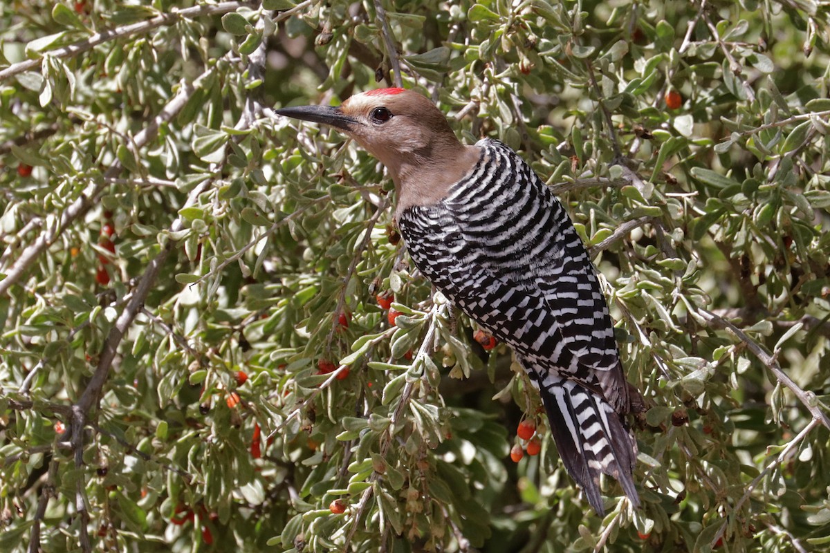 Gila Woodpecker - ML618596495
