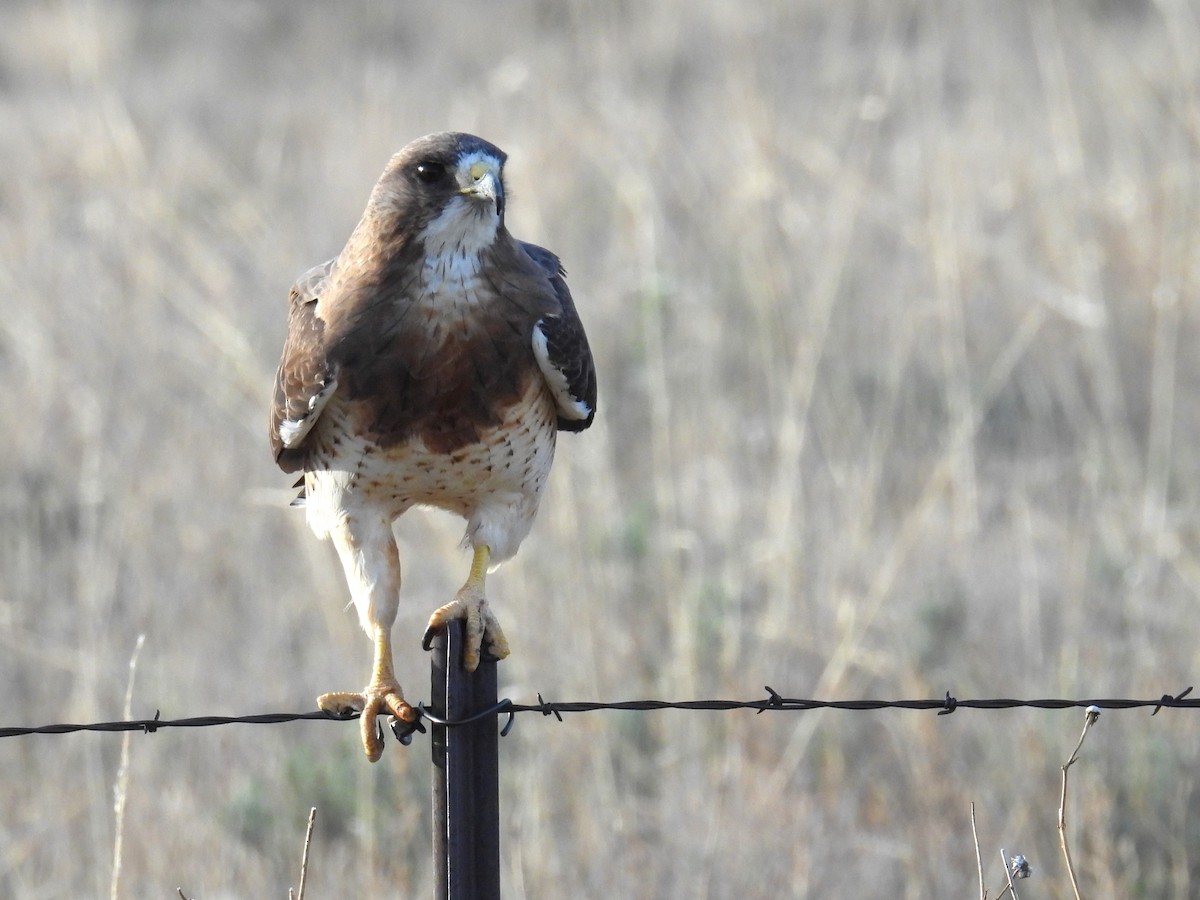 eBird Checklist - 3 May 2024 - Colorado 94, Hugo, Colorado, US (38.85 ...