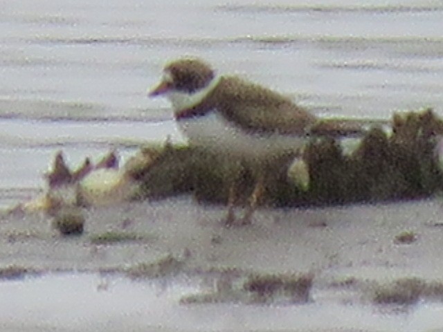 Semipalmated Plover - ML618596572