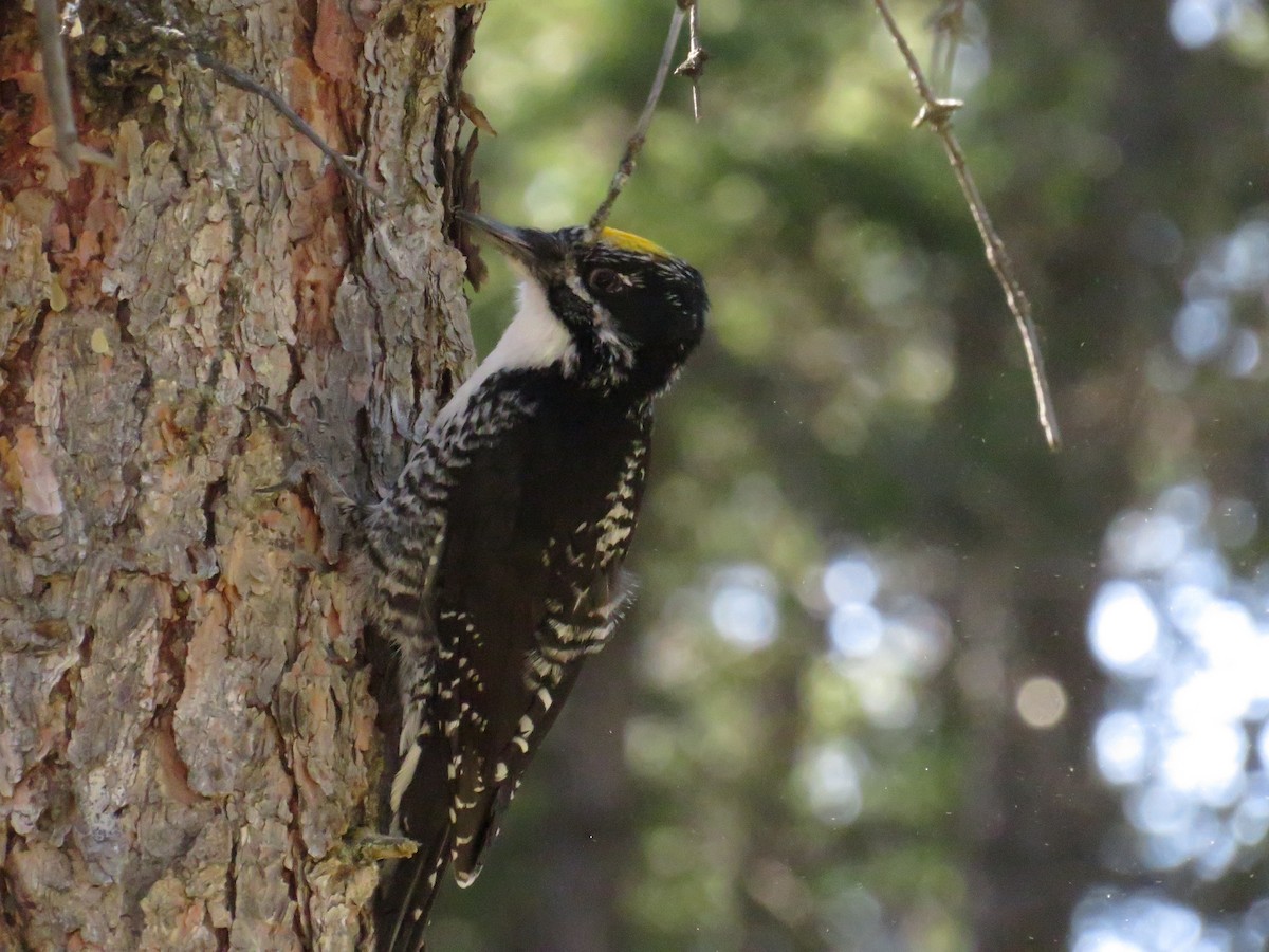 American Three-toed Woodpecker - Dennis Kuchar
